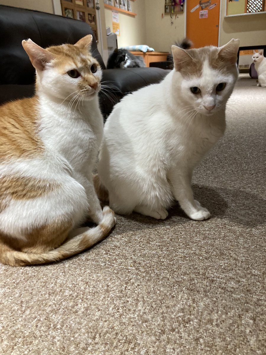 Brothers!
#ねこjalala #猫カフェ #猫  #秋葉原 #猫好きさんと繋がりたい  #cat #catcafe