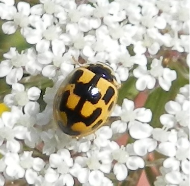 La coccinelle à damier
#photographie #photography
neoresistant.fr/nature/arthrop…