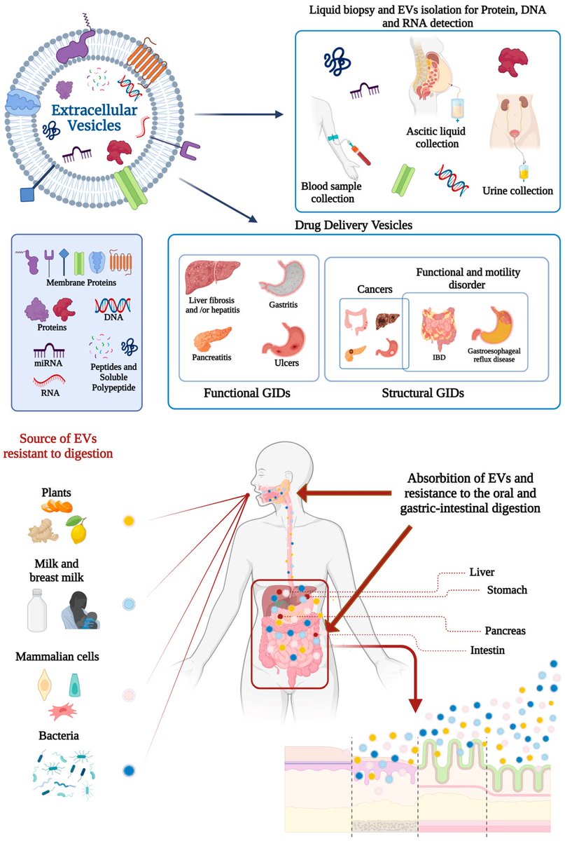 Nicoletta Depalo @CnrIpcf, Maria Principia Scavo at IRCCS  et al explored different instances where EVs act as biomarkers or carriers of therapeutic substances for gastrointestinal disorders, emphasising their clinical promise for diagnosing
mdpi.com/1999-4923/16/4…
#exosomes