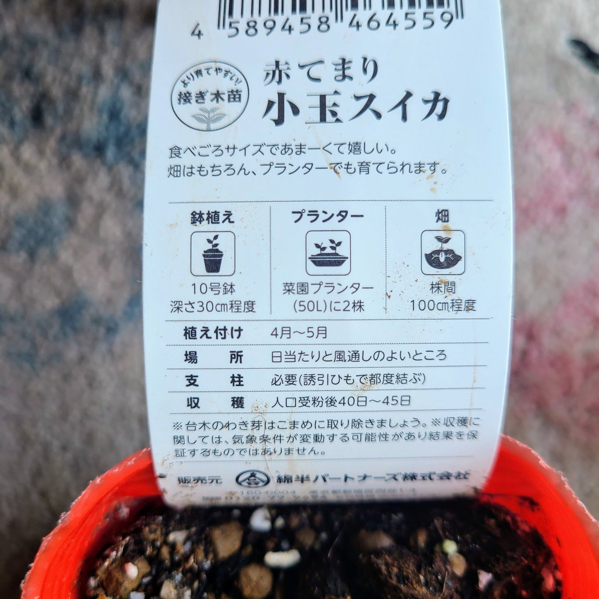 SaeCue's tweet photo. #小玉スイカ の苗買った🍉
綿半のが一番良く育つので結局ここで買ってしまう🌱
夏沢山食べたいな~😋
#赤てまり #スイカ #smallwatermelon #watermelon #綿半 https://t.co/Ovmb14vQec