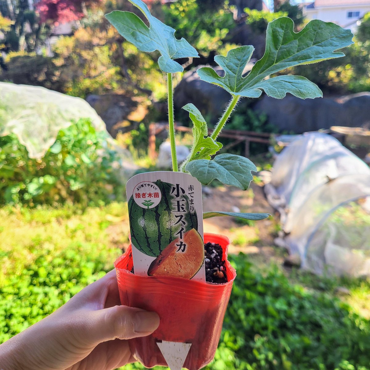 SaeCue's tweet photo. #小玉スイカ の苗買った🍉
綿半のが一番良く育つので結局ここで買ってしまう🌱
夏沢山食べたいな~😋
#赤てまり #スイカ #smallwatermelon #watermelon #綿半 https://t.co/Ovmb14vQec