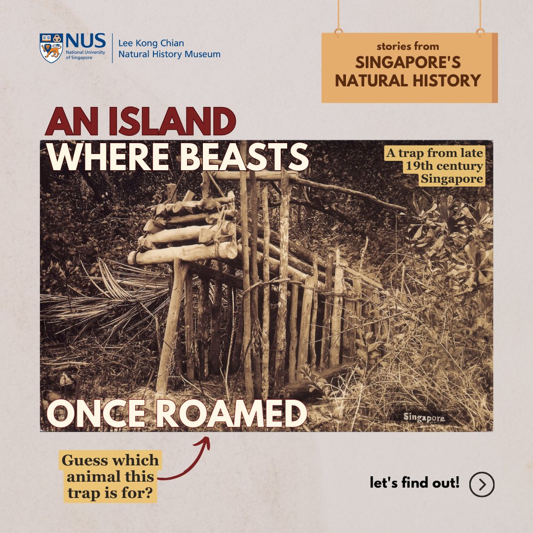 How did tigers arrive in Singapore, and what was it like to live among these majestic beasts? In this month’s tidbit of #SGNatHistory, we trace the history of tigers in Singapore, from the first appearances of tigers in the 1830s to their disappearance from our local landscapes.