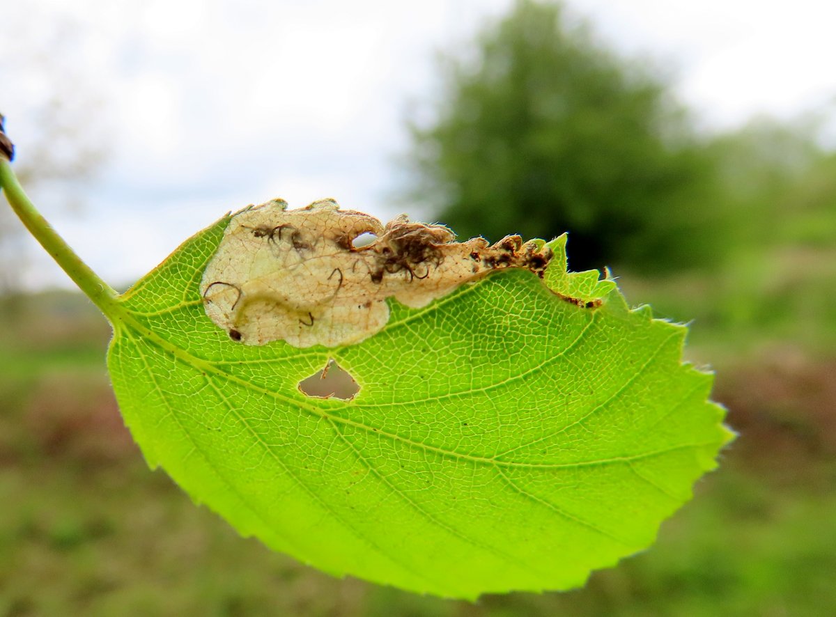 Seen as though very little is going in the trap, i might as well go and look elsewhere!. Eriocrania semipurpurella on Betula at #WyverLaneNR yesterday @DerwentBirder @CliveAshton5 @DanielCMartin1 @Mightychub @DaNES_Insects @SpinneyBirder  #TeamMoth