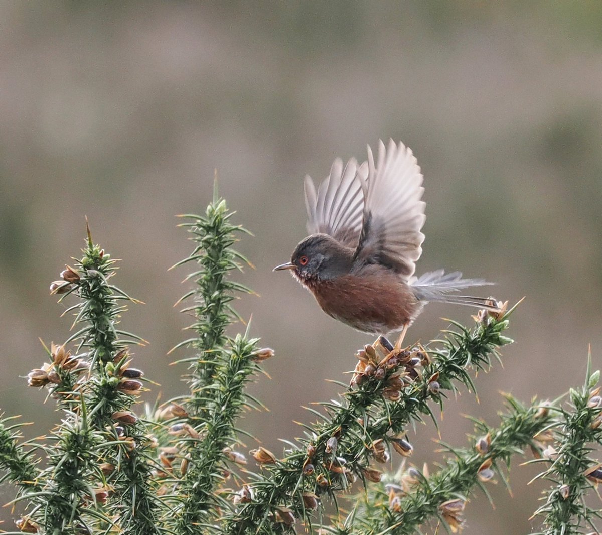 Male Dartford Warbler taking to the wing from his perch on a gorse bush on Westleton Common, Suffolk #birds #birdphotography #wildlife #wildlifephotography #nature #NaturePhotography @Natures_Voice @NaturalEngland @suffolkwildlife @BtoSuffolk @NatureUK @Britnatureguide