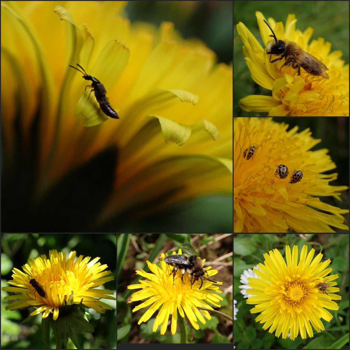 Celebrating all our amazing little creatures this #InsectThursday, very much enjoying the ##dandelions that are a massive lifeline for our #pollinators. Oh and only 3 more sleeps until #InternationalDayOfTheDandelion 🌼
