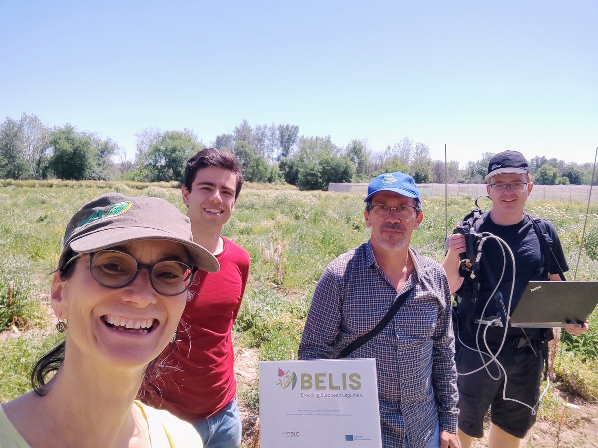 PlantxL's tweet photo. What a resilient amazing team! 💪 Taking #Viciasativa #FieldSpec #FieldPhenotyping to a new level! Can't wait to analise the data!😉👩💻 Great collaboration @itqbnova @IAS_CSIC @BELIS_EU @greenit_bio4sus @rubenvicper @DiegoRubiales_ @PlantxL https://t.co/KPohqJFLnn