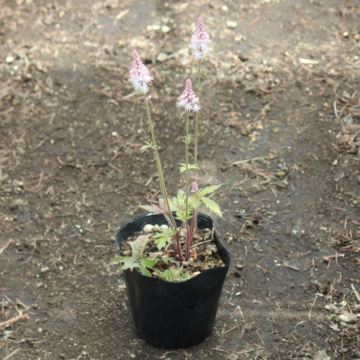 ティアレア ピンクスカイロケット ✾ ハウスの中にて開花中です。
Tiarella 'Pink Skyrocket'
2024.4.25

#TiarellaPinkSkyrocket #Tiarella #ティアレア #ティアレアピンクスカイロケット  #shioukan #紫桜館 #しおうかん