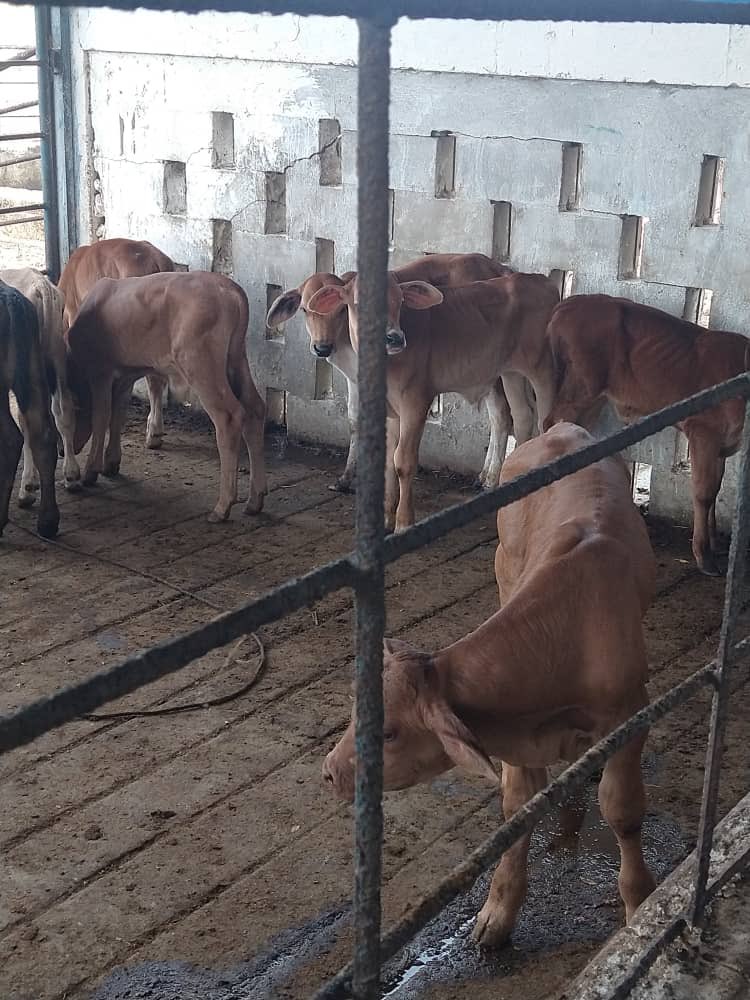 Mestizos Carora/senepol  
<a href="/asocricaOriente/">Asocrica - Núcleo Oriente</a> 
<a href="/AVEGANAR/">Asociacion Venezolana de Ganaderia Regenerativa</a> 
<a href="/ASOCRICA/">Asocrica</a>