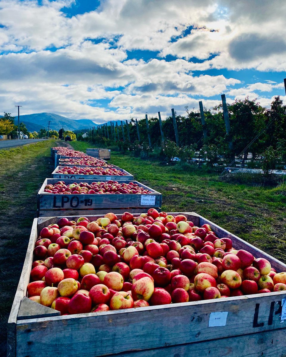 The Huon Valley 🍎 doing what it does best, freshly picked apples and perfect autumn days! Thanks for sharing Susie 🙌 

📌 Huon Valley, Southern Tasmania
bit.ly/huon-valley

📷 Woodlands, Susie Hunt @woodlandshuonvalley