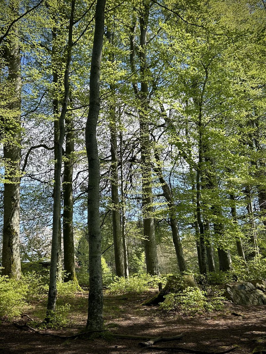 the charmed way #forest #treeride