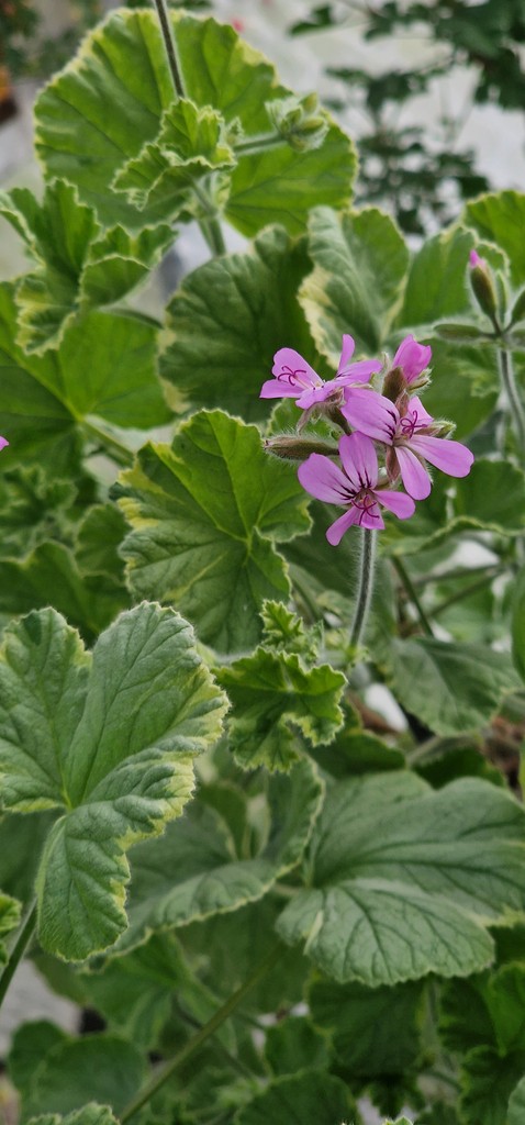 From the Pelargonium Palace this week - The Rosebuds, Regals and Scenteds have all burst into life putting on some beautiful displays!

#garden #gardening #plants #flowers #pelargoniums #geraniums  #geranium #gardenersworld #greenfingers #gardeninspiration #growyourownplants