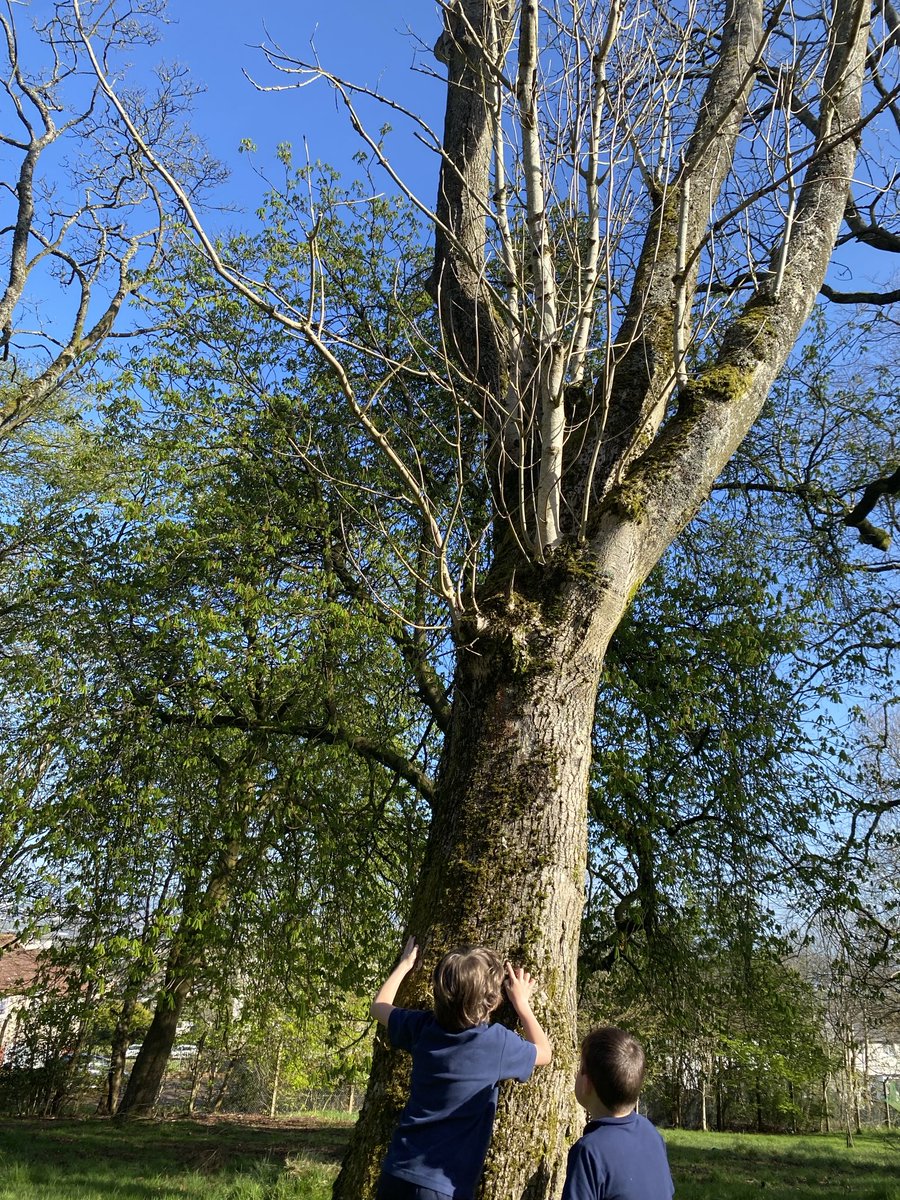 FernhillPr4's tweet photo. During our comprehension about Springtime we used our fabulous grounds to help us understand the passage more. #Foreverthrive #Springtimeishere https://t.co/3tlKiLHfi0