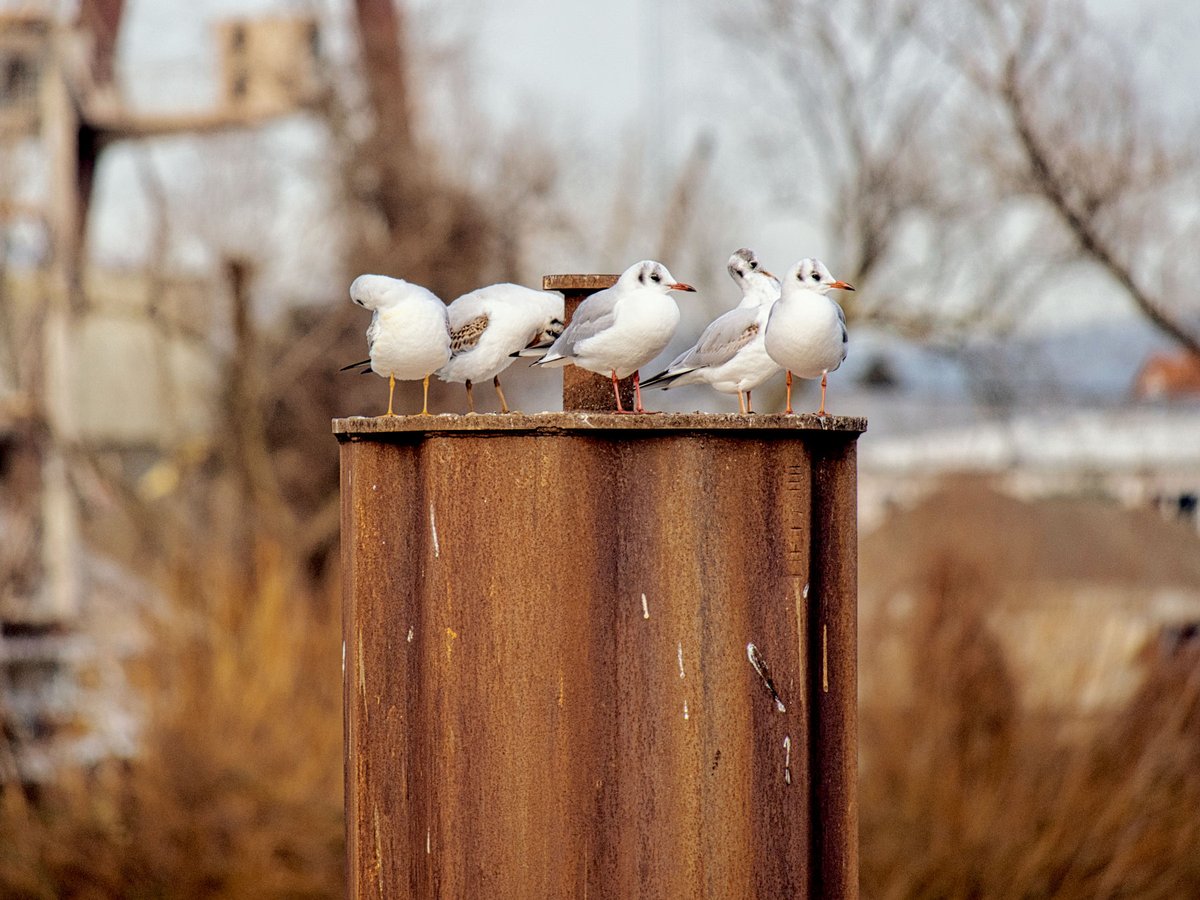 Birds on the Maindamm (this means: on the dam by the river called Main) in Rüsselsheim (southern hesse near Frankfurt and Mainz).
#photography #telephoto #longlens #zoomphotography #wildlife