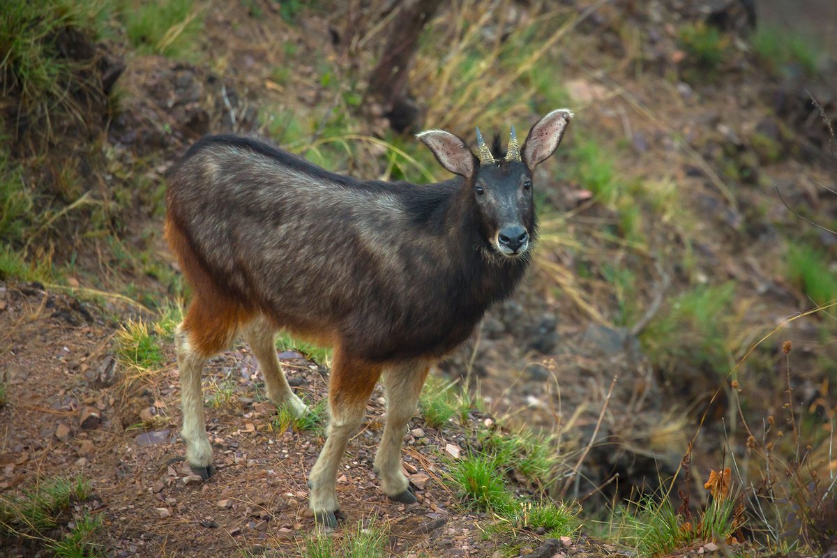 #FromTheArchives Recognised as the state animal of #Mizoram, the Himalayan Serow is a subspecies of the Mainland Serow. We bring you some quick facts about the official animal of every #state and #unionterritory in #India. 📷 Saurabh Sawant bit.ly/4dddD8H