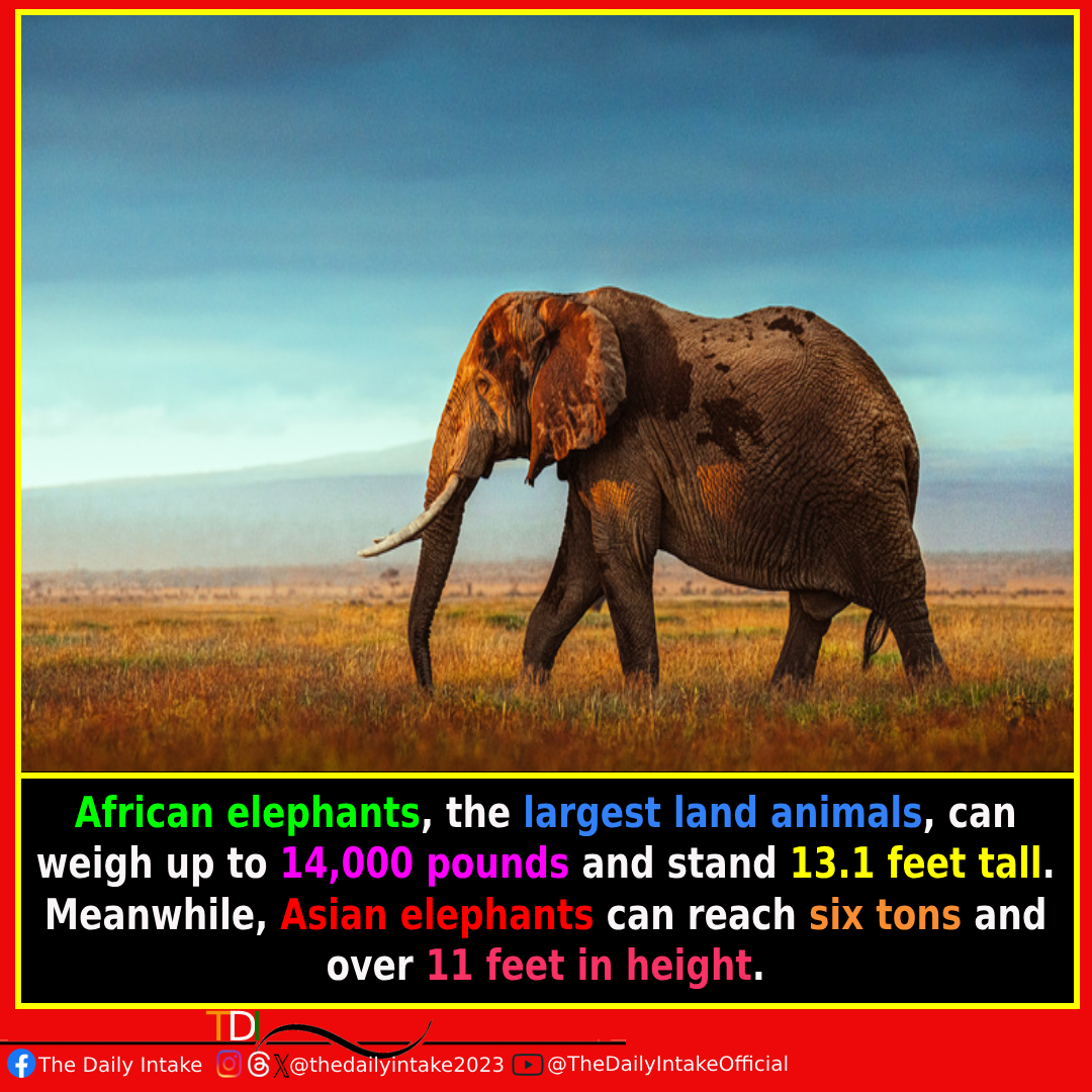 Size Matters: Meet the Mighty Elephants 🐘 #GiantsoftheWild #ElephantKingdom #WildlifeWonders #Elephants #Asia #Africa #TheDailyIntake