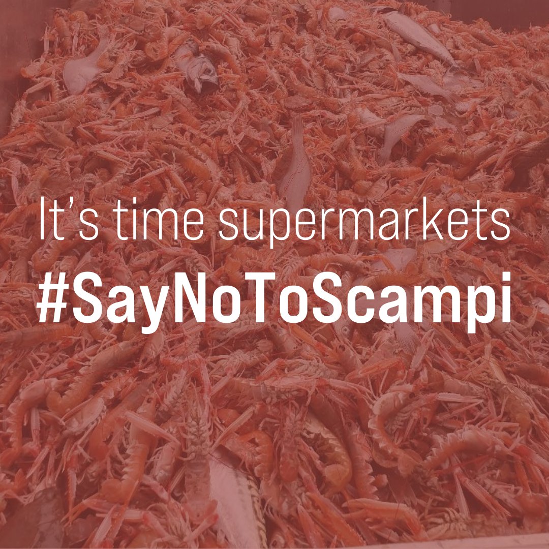🦐 Bycatch: What’s the catch? We investigated the hidden problem of bycatch in scampi bottom-trawl industry and found images that expose the impact this fishing method currently has on the environment. Visit our website to learn more. bit.ly/4b9iOWw #SayNoToScampi