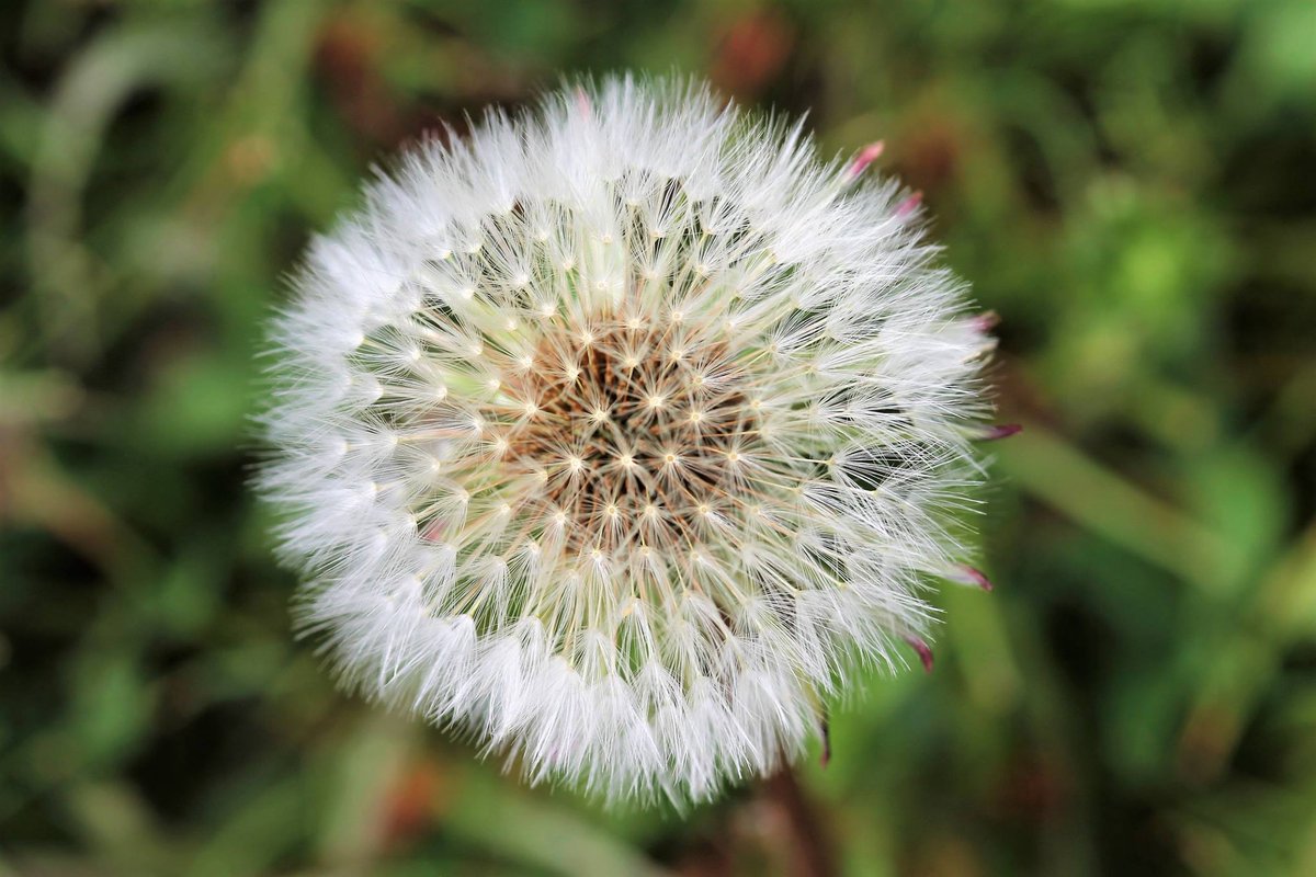 Un pissenlit de Normandie au #macro. Tiens vous savez d'où vient le mot 'pissenlit' ? Crédits : Karim Madjer #nature #plantes #fleurs #naturelovers