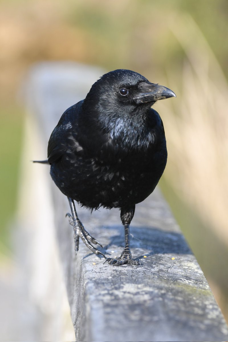 Carrion Crow 
Bude Cornwall 〓〓 
#wildlife #nature #lovebude 
#bude #Cornwall #Kernow #wildlifephotography #birdwatching
#BirdsOfTwitter
#TwitterNatureCommunity
#CarrionCrow