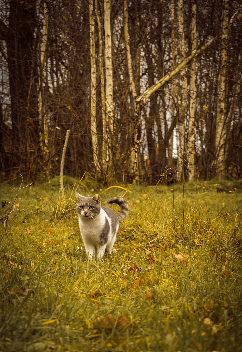 DzabKepa's tweet photo. 🐾🌷🍃
Hei-hei! 27.aprīlī no plkst. 11:00 sāksim talkot arī Ķepās! Darāmo daudz - ņemam līdzi grābekļus, ja ir - skrūvmašīnas, ja ir - zemes urbji un zāģi.  
Grābsim 🍂, labosim zirgu aplokus 🐴 un labiekārtosim teritoriju apmeklētājiem, taisot taciņas!

📸 Kristaps Berzins https://t.co/9AEDoX0bBO
