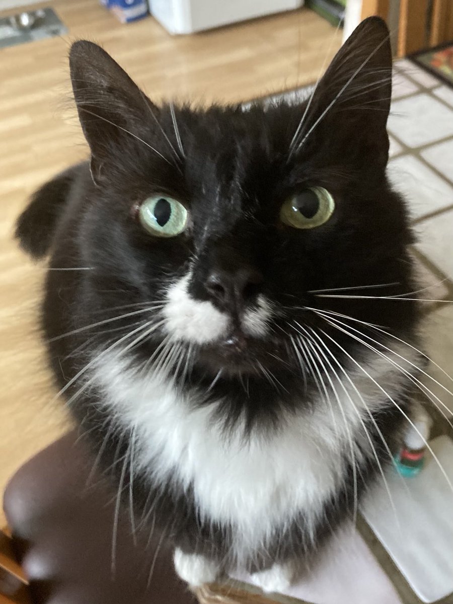 davidsupercat's tweet photo. Benji is full of energy this morning, Thursday is aquarium maintenance day, I think he wants to help me πΈπ. #fishthursday https://t.co/TVjxQ5JUTu