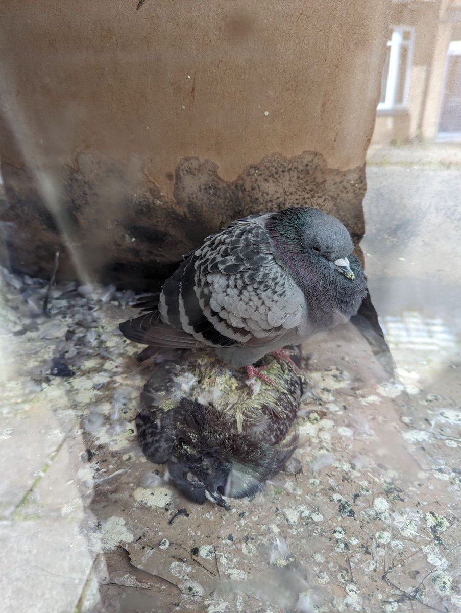 Poor little pigeon trapped in an abandoned house in Darlington. ARO Raine collected the pigeon who appeared to be in good health & released him outside shortly after. The open window was closed to avoid it happening again @RSPCA_official bit.ly/RSPCA-Help14 (52)