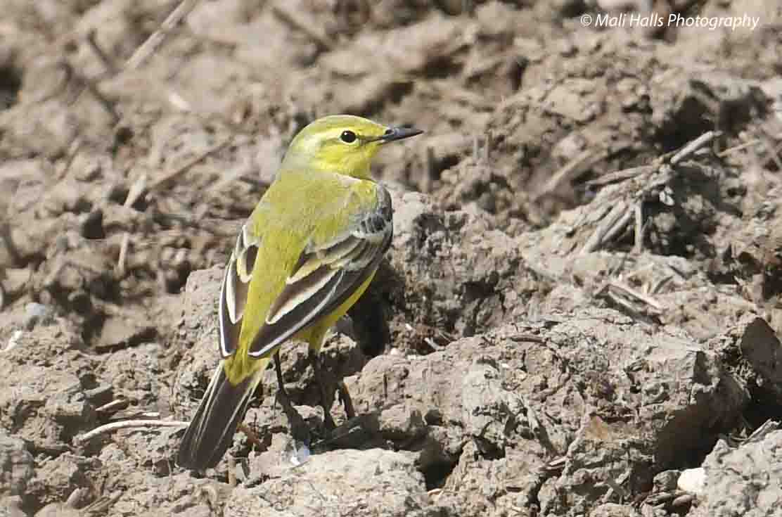 Yellow Wagtail.

#BirdTwitter #Nature #Photography #wildlife #birds #TwitterNatureCommunity #birding #NaturePhotography #birdphotography #WildlifePhotography #Nikon
