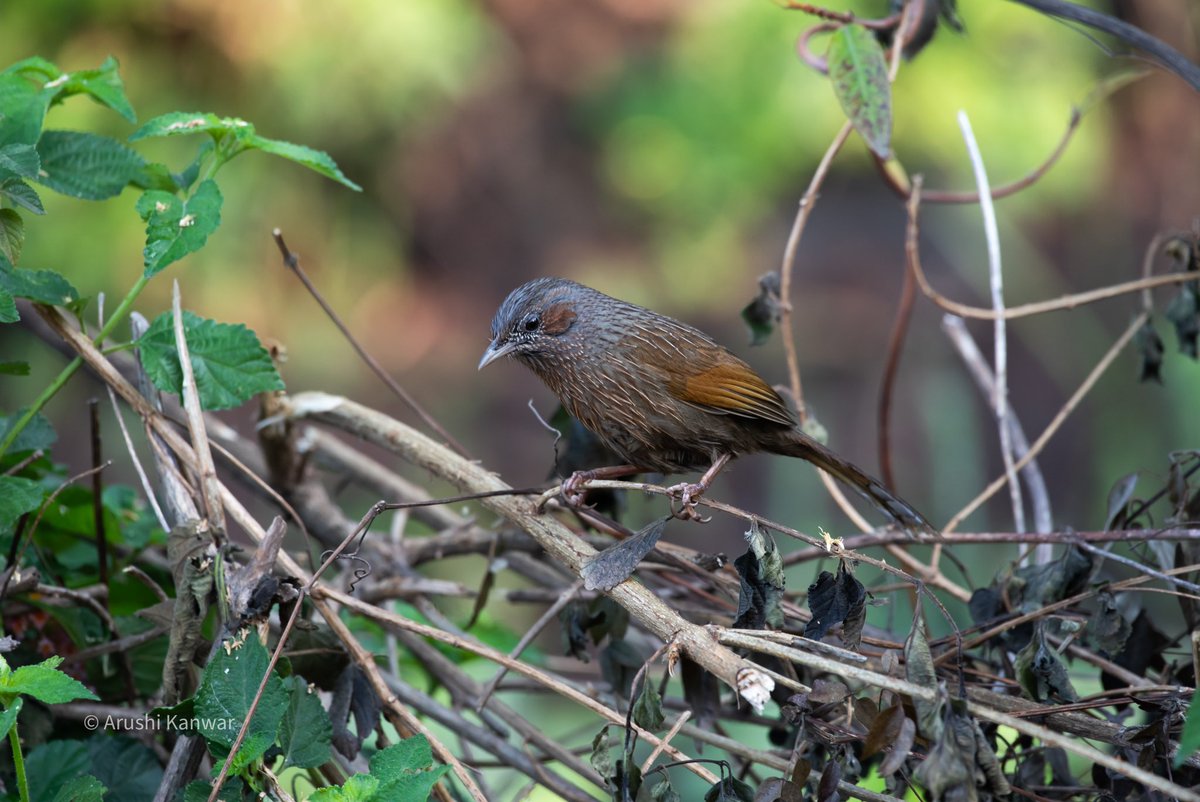 Streaked laughingthrush 

Chakki Mod, Himachal Pradesh
May’23 

#IndiAves #BirdsOfTwitter #BirdsNurturing #birdphotography #NatureBeautiful #natgeoindia