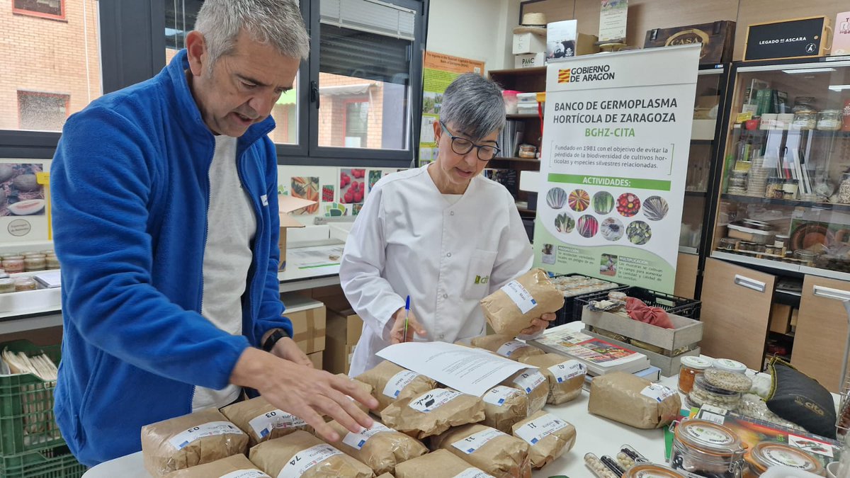 INTIA ha logrado reproducir en sus fincas 25 kilos de semillas de distintas variedades antiguas y locales de Navarra

👉innovagri.es/actualidad/int…