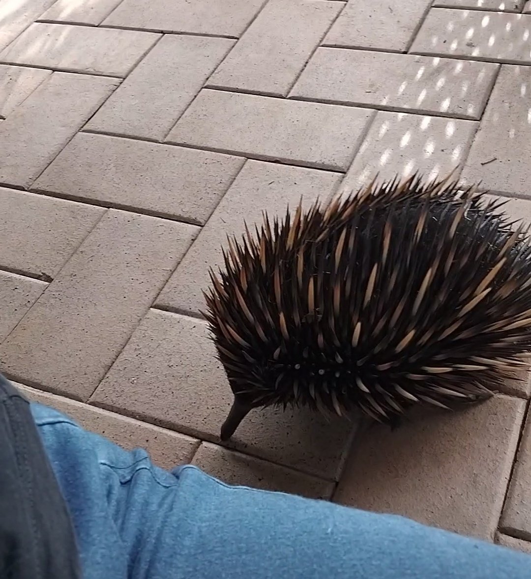 animatonics's tweet image. Coolest thing ever gotta be when a wild echidna walks into your yard like he owns the joint and decides to personally sus you out on no less than 3 separate occasions