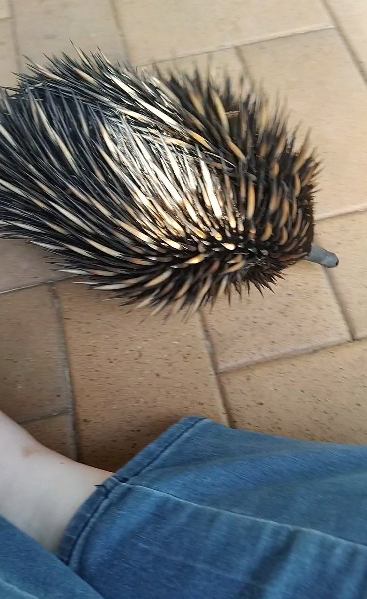 animatonics's tweet image. Coolest thing ever gotta be when a wild echidna walks into your yard like he owns the joint and decides to personally sus you out on no less than 3 separate occasions