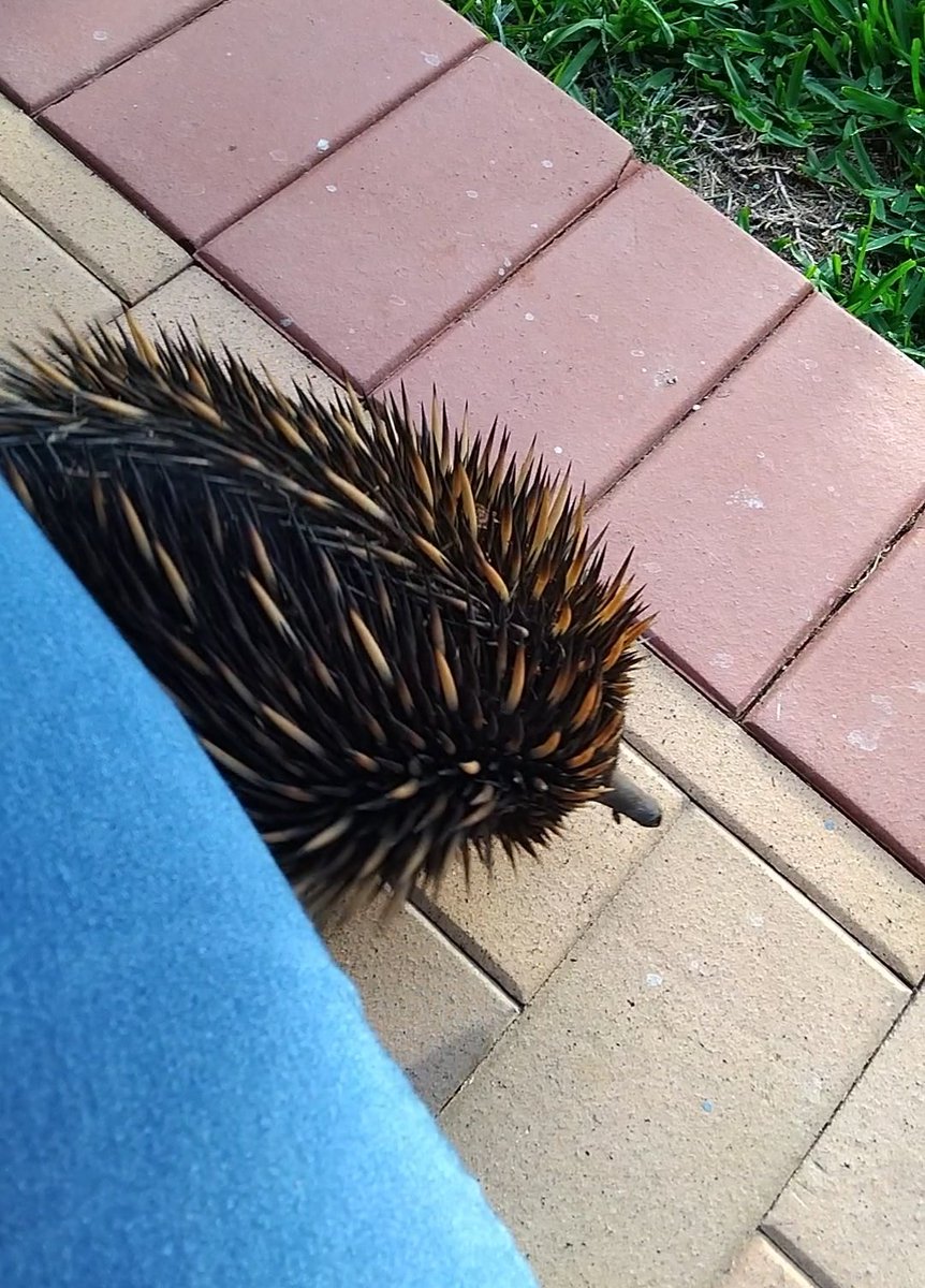 animatonics's tweet image. Coolest thing ever gotta be when a wild echidna walks into your yard like he owns the joint and decides to personally sus you out on no less than 3 separate occasions