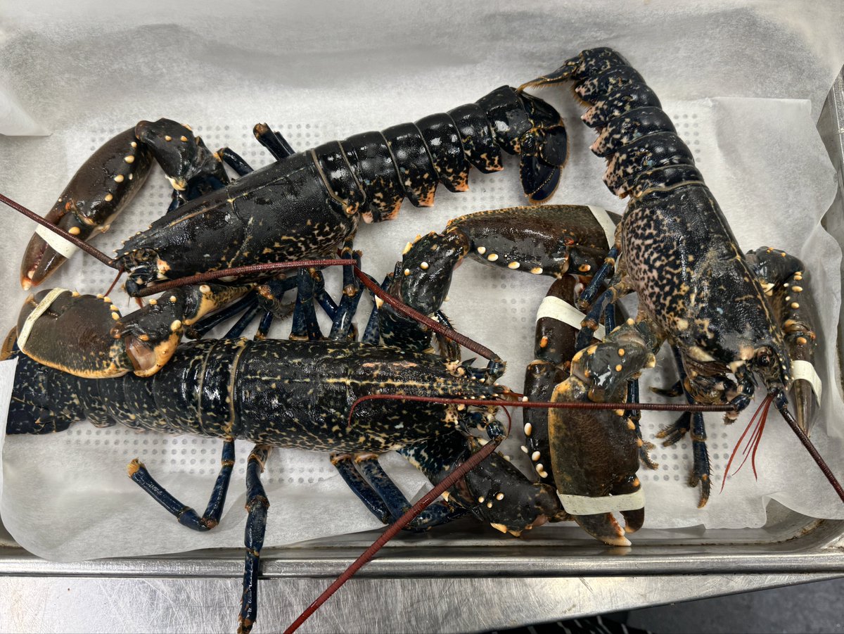 SCORE 🦞 Only 3 available and we’ll have all of the hard work done got you, they’re a nice size too You’ll merely have to dip your fork in and enjoy the sweet buttery goodness Very limited supply, first come first serve Michael’s Mount Merrion