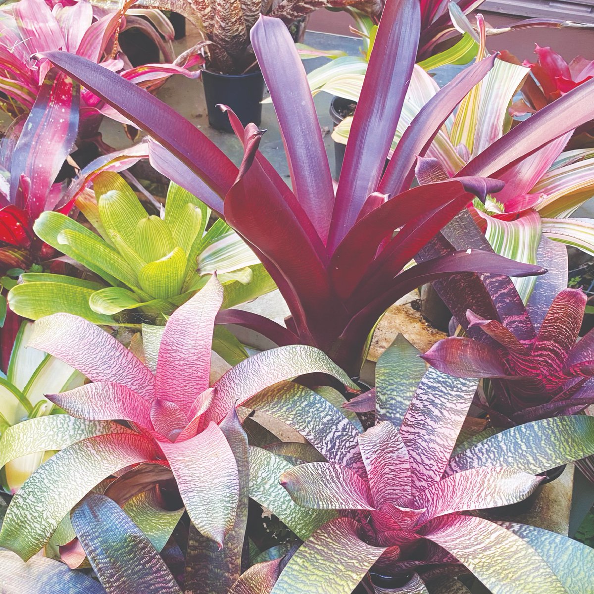 The Bromeliad Autumn Show will be held at the Federation Pavilion, Castle Hill Showground on Saturday, 4th May between 9am-4pm and Sunday 5th May between 10am-3pm.
Read more at galstoncommunity.com.au/bromeliad-autu…
#bromeliad #bromeliadflower #bromeliadslover #bromeliadcollection