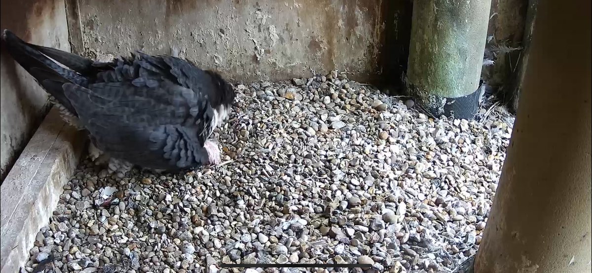 We have a chick 🐣! @LeicsPeregrines @LeicsCathedral @KRIIILeicester @BBCLeicester @ITVCentral @Leicester_News @leicslive @LeicsWildlife #peregrines #Leicester