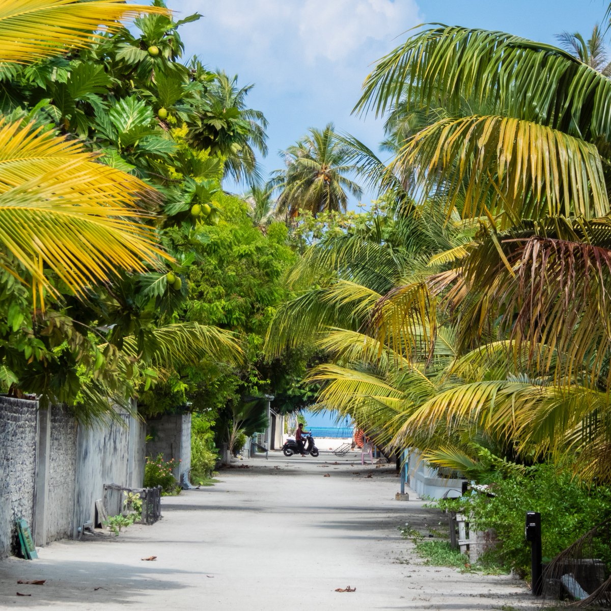 Lost in the vibrant green embrace of the Maldivian islands 🌿💚

#islandrooms #staylocal #maldivesgetaways #visitmaldives