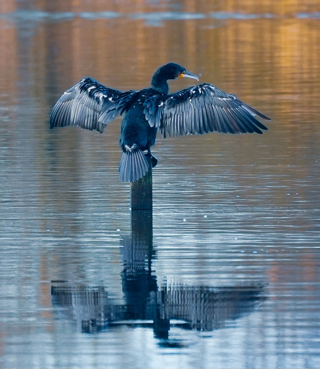 “Sometimes, all you need is a little Thursday magic to turn things around.”
Good morning everyone. Happy Thursday.🩶🩶🩶

#nature #NaturePhotography #wildlife #birds #birdphotography #cormorant #Northumberland #Thursday #nikon #nikoncreators @UKNikon