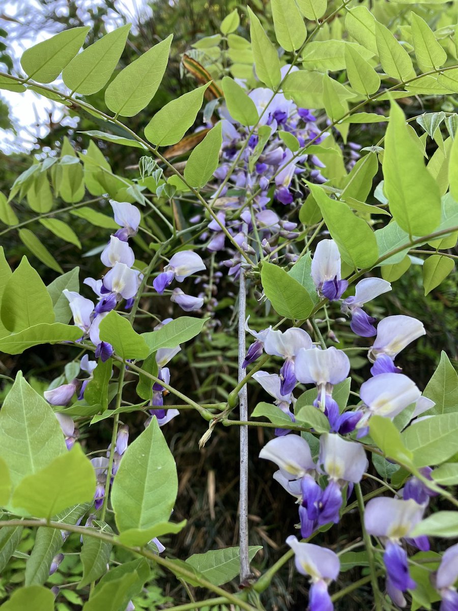 toolbits's tweet image. 初夏だねぇ