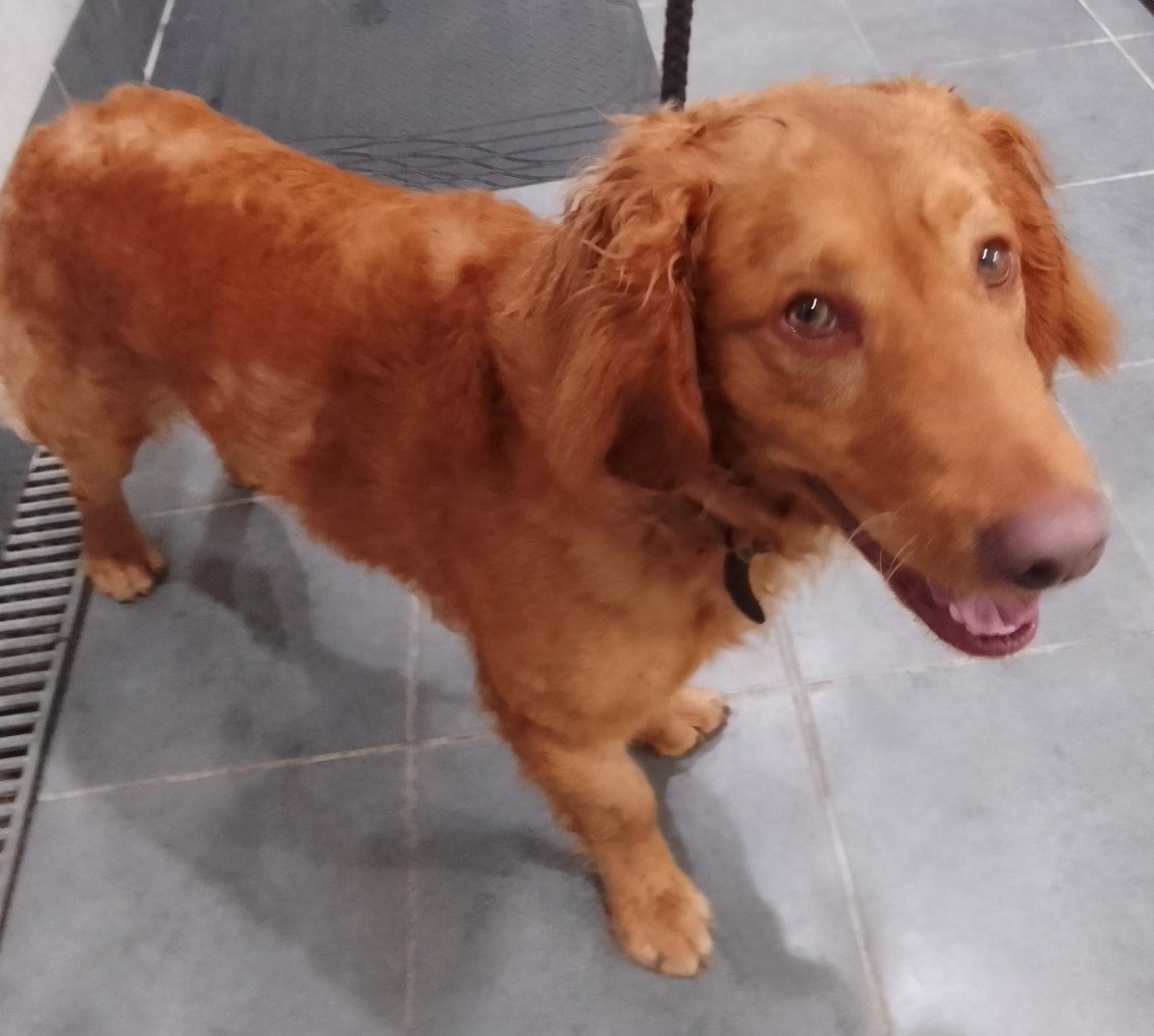 PLEASE REWEET TO HELP FIND THE OWNER OR A RESCUE SPACE FOR THIS STRAY DOG FOUND #MILTONKEYNES #BUCKINGHAMSHIRE #UK . Male Retriever Cross, white on chest and paws. CHIP NOT REGISTERED, found April 18. He could be missing or stolen from another region, please share widely. Proof