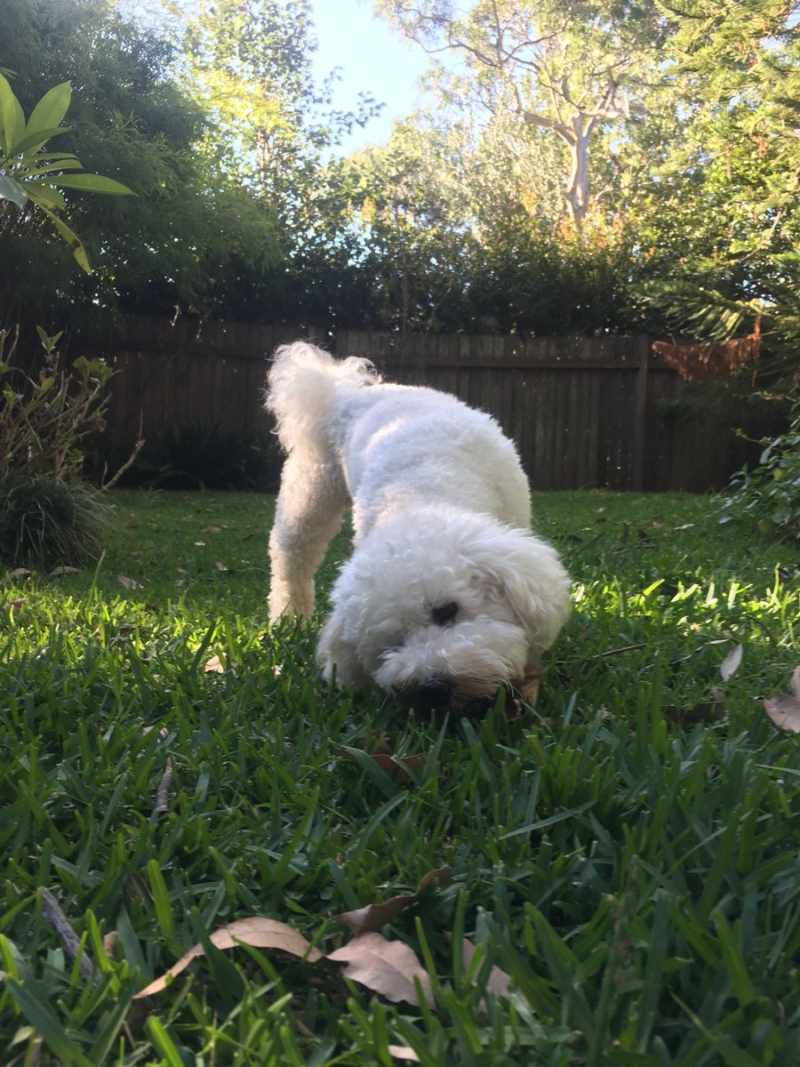 Q. How many Kangaroo Tails make an Anzac Day (asking for a friend 🐾)
#ChewingTheFat #TallTales #TrueStories #Friendships #Comrades
#Anzacs #Service #Respect #Kindness #LestWeForget  🇦🇺🌅🇳🇿