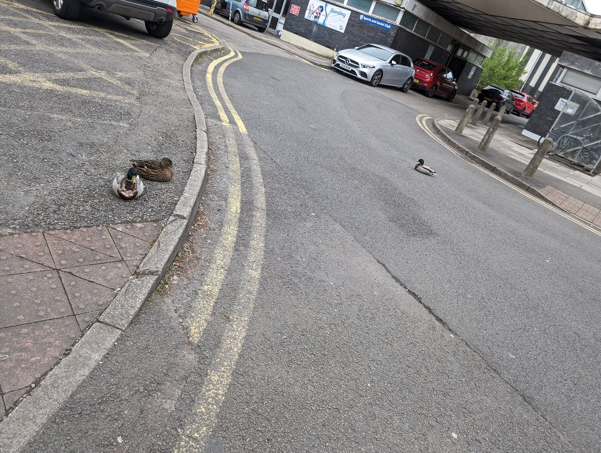 nicola bevan (@bevanco) on Twitter photo Duck alert for drivers 👀 behind sports and social <a href="/CV_UHB/">Cardiff and Vale University Health Board</a> Duck alert for drivers 👀 behind sports and social <a href="/CV_UHB/">Cardiff and Vale University Health Board</a>