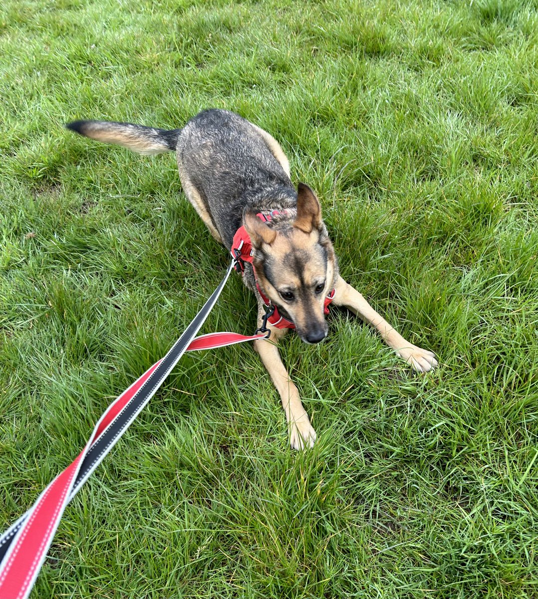 A playful #sophiefromromania on our morning walk