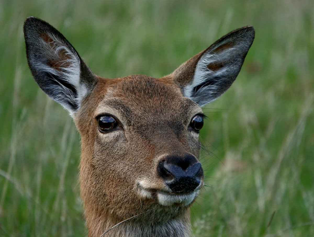 Sika hind in Althorp park. Conservation@althorp.com