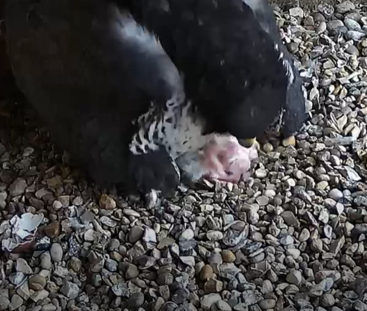We have a chick! Keep watch on our live stream leicesterperegrines.org.uk/streaming/