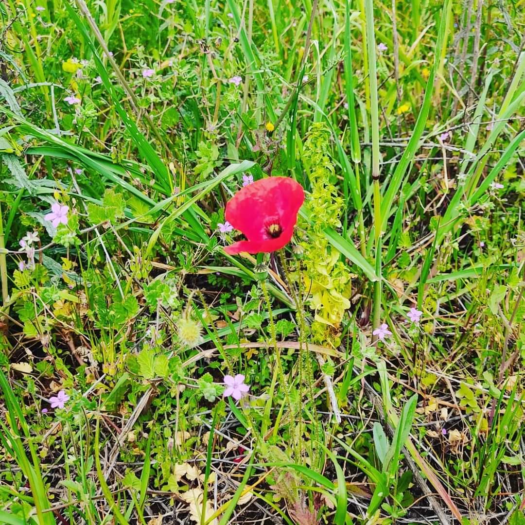 Buon #25aprile 
#25aprile2024