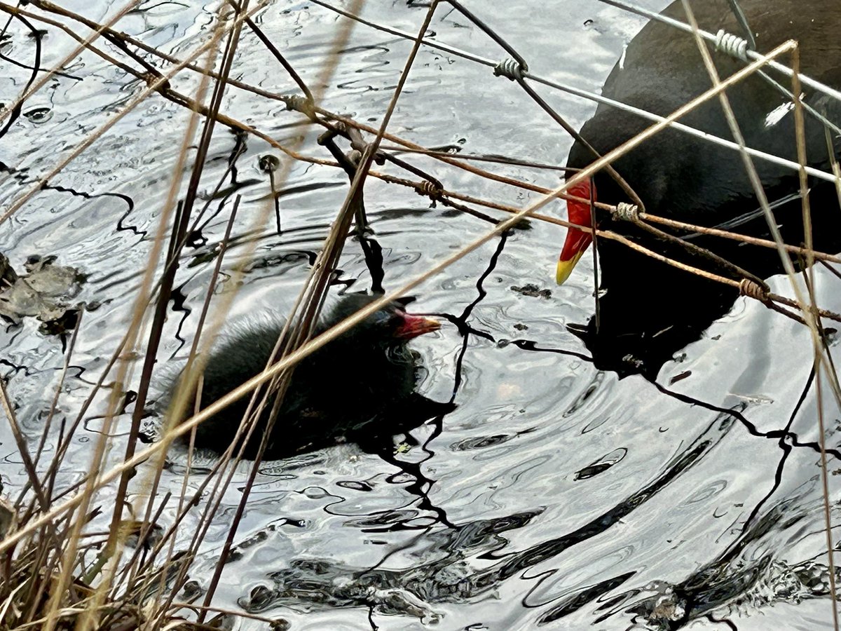 Very lucky this morning that the tiny moorhens came out of the pond to say hi.