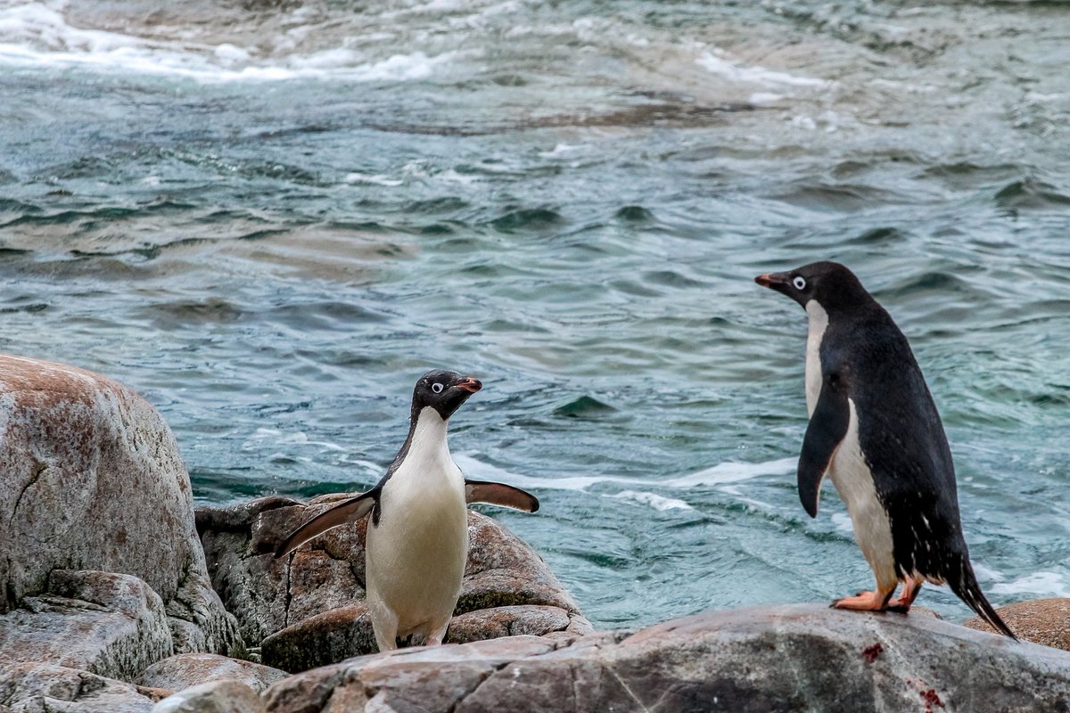 3 🐧 species are the most frequent near Vernadsky station. 📍The largest are subantarctic 🐧 with a red beak 📍Antarctic 🐧 are smaller with a thin black stripe crossing the white chin. 📍Adelie 🐧 are the most miniature with black head and white-blue eyes. Happy 🐧 day!