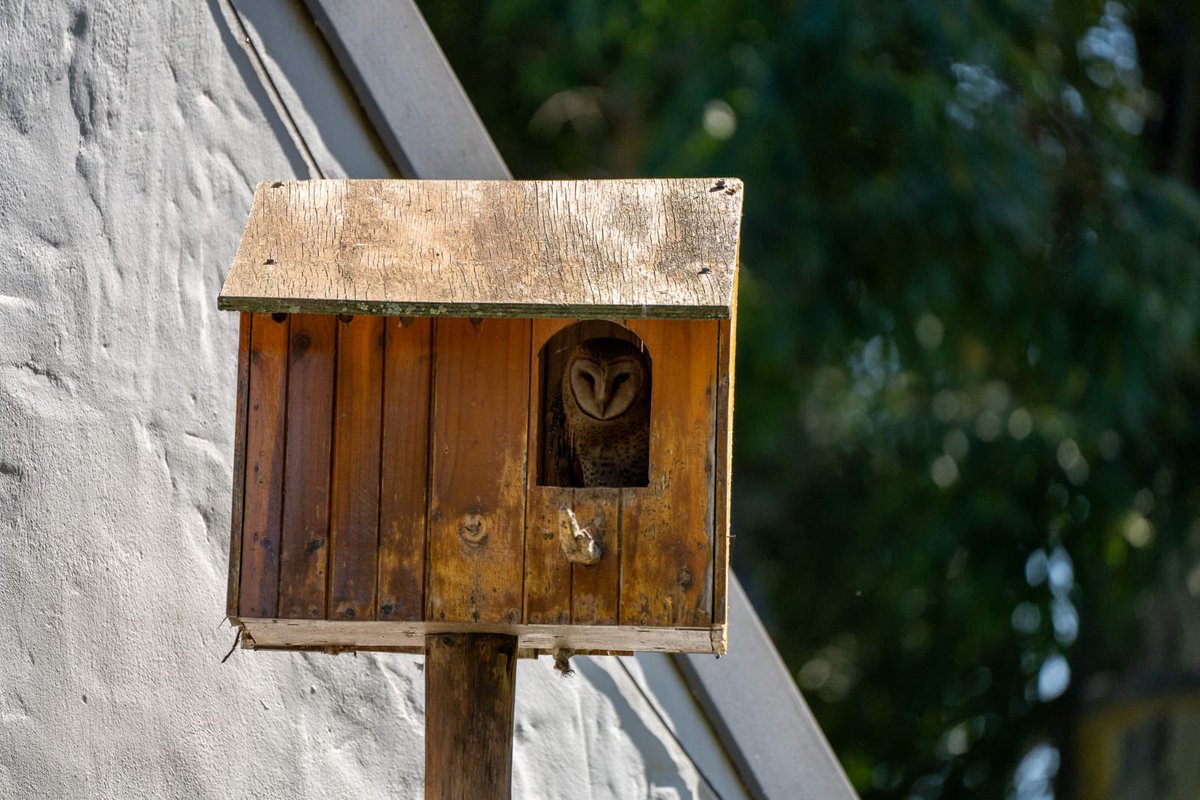 We have a local resident barn owl in our owl box and he took an interest in our afternoon cricket game the other day.   #360Farm