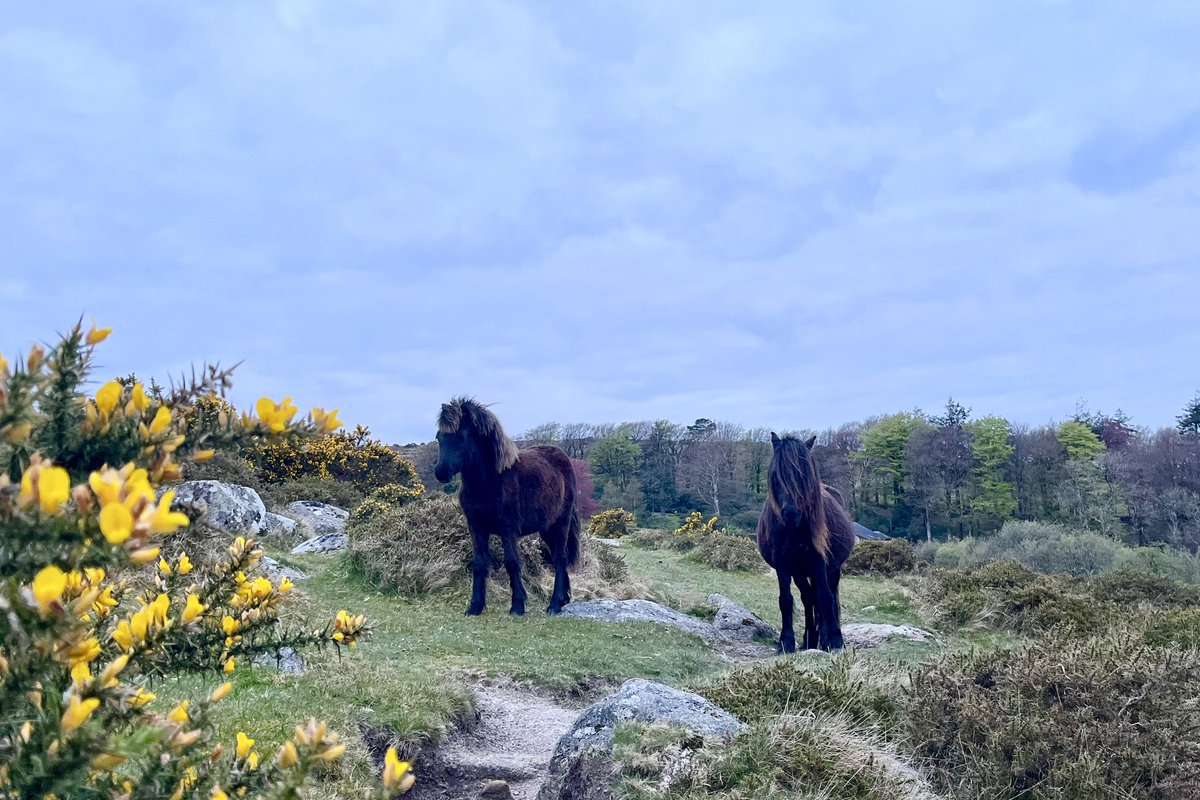 Heard the cuckoo this morning, and then had the joy of coming face to face with these beauties 🐴🐴😍 #happyday #dartmoor #devon #ponies