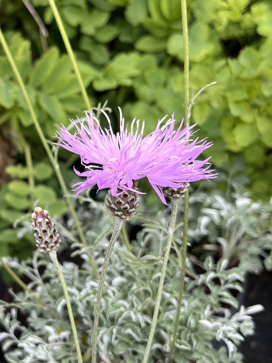Centaurea Simplicicaulis starting to flower for us, this is one of many #peatfree plants we will be taking to this weeks plant fair this Sunday (28th April) at East Ruston Old Vicarage, Norfolk, NR12 9HN Open 10am-3pm. We look forward to seeing some of you there! @ERustonOldVic