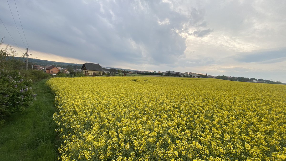 insekticid's tweet photo. @SiculePetule ten pocit, kdy jdete na svuj zastavitelny pozemek, kterej chcete zacit konecne uzivat. Smlouvu o pachtu zemedelci mate konecne po roce ukoncenou a najdete tam tenhle bordel #nereality #Ivančice https://t.co/6POheFuXP3